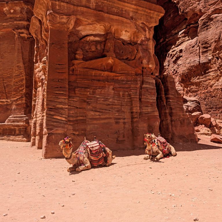 Two camels sat in front of rock formation at Petra, Jordan